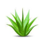 95076766-aloe-vera-with-fresh-drops-of-water-vector-illustration-isolated-on-white-background-